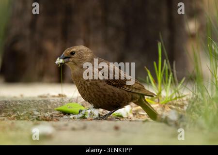 Una femmina di cowbird dalla testa castana si sta foraggiando sul terreno del parco estivo, mangia i semi della pioppo caduto, Foto Stock
