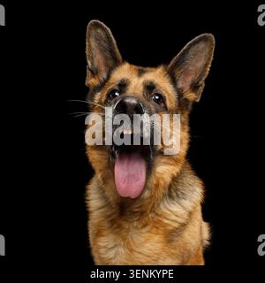 Ritratto divertente di cane Pastore tedesco con bocca aperta che mostra i suoi denti e lingua su sfondo nero isolato Foto Stock