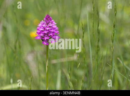 Orchidea piramidale (Anacamptis pyramidalis), un singolo picco di fiori, Green Down, Somerset, Regno Unito. Foto Stock