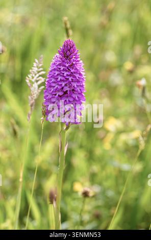 Orchidea piramidale (Anacamptis pyramidalis), una grande punta a fiore singolo, Green Down, Somerset, Regno Unito. Foto Stock