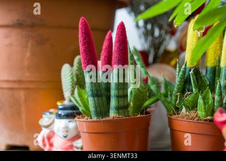 Piante colorate di cactus in pentole di terracotta. I puntali rossi accesi contrastano con gli steli a strisce verdi. Piante in vaso disposte vicino a uno sfondo sfocato. Natura Foto Stock