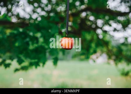 Composizione minimalista per esterni con una singola mela rossa sospesa da un nastro su un morbido sfondo verde bokeh. Ideale per concetti di tentazione Foto Stock