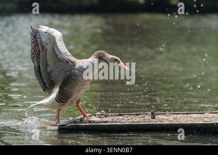 Greylag Goose Anser e Wing-flapping e balneazione sul pontone del lago, Londra, Regno Unito Foto Stock