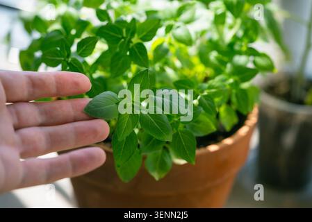 Toccando delicatamente le foglie verdi vibranti di una sana pianta di basilico che cresce in una pentola di terracotta, simboleggiando prodotti biologici freschi, giardinaggio casalingo e vita consapevole Foto Stock