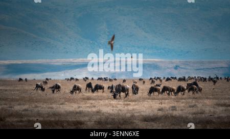 Grande mandria di GNU che pascolano sul fondo del cratere di Ngorongoro con un uccello preda in testa, Tanzania, Africa. Ottobre 2024. Foto Stock
