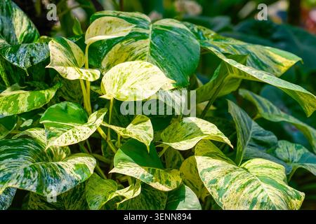 Grandi foglie variegate di filodendro in boschetti tropicali ombrosi. Foto Stock