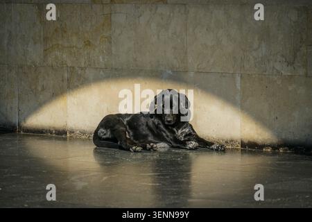 Un cane domestico nero (Canis familiaris) con un'etichetta gialla si appoggia pacificamente su una superficie scura e riflettente, illuminata da un caratteristico arco di sole Foto Stock