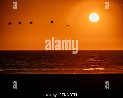 I pellicani marroni si stagliano contro un tramonto dorato sull'Oceano Pacifico a Ocean Beach, San Francisco, California, Stati Uniti. Foto Stock