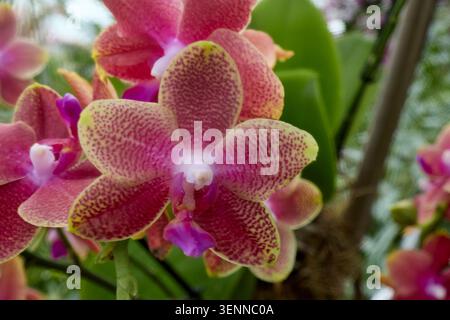 Orchidea Phalaenopsis maculata che mostra vibranti petali rosa e gialli Foto Stock