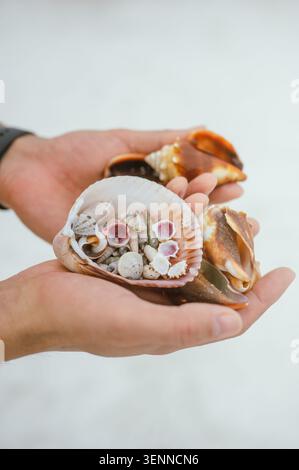 Mani cupe che reggono una varietà di conchiglie marine Foto Stock