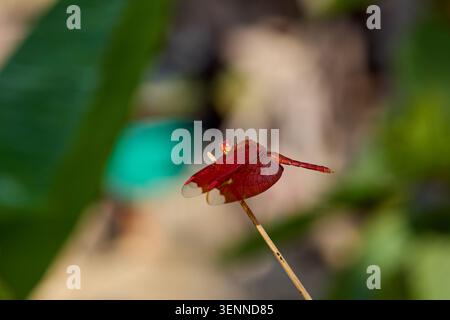 Red Dragonfly appollaiata su un ramo asciutto Foto Stock