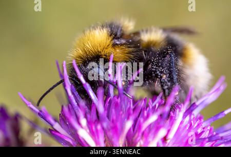 Vista macro di un bumblebee fuzzy che si nutre di un fiore di cardo viola in fiore con un morbido sfondo naturale e una messa a fuoco selettiva. Foto Stock