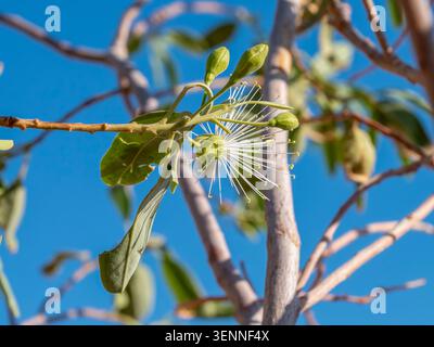 Frutta e fiori di un cespuglio di capperi, Bead Bean Tree (Maerua angolensis), fotografato a Waterberg. Waterberg è un parco nazionale della Namibia. Foto Stock