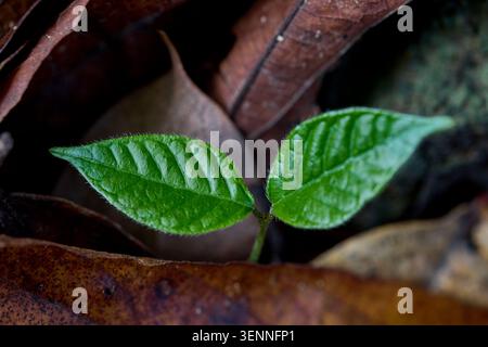 Due foglie verdi che crescono da terreno scuro circondate da foglie marroni secche Foto Stock