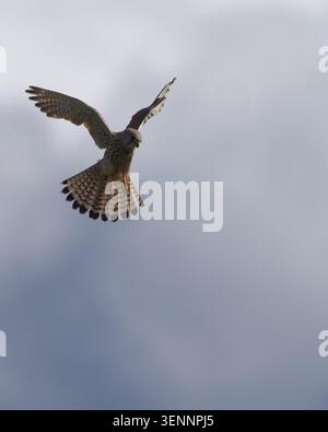 Kestrel si erge sui vigneti di Tapachtal Stuttgart Foto Stock