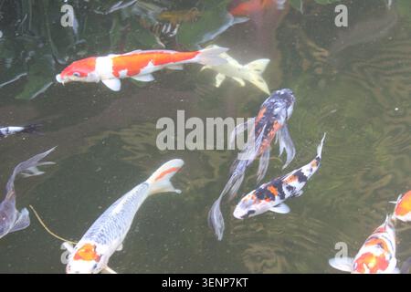 Collezione di carpe maculate arancioni bianche e nere che nuotano insieme, vivace vita di pesci nel laghetto giardino all'aperto del parco. Foto Stock