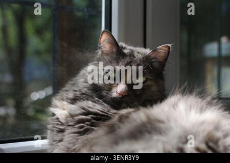 Gatto grigio soffice con occhi verdi piercing che si rilassano su un davanzale sotto la luce del sole con una vista oltre la finestra. Foto Stock