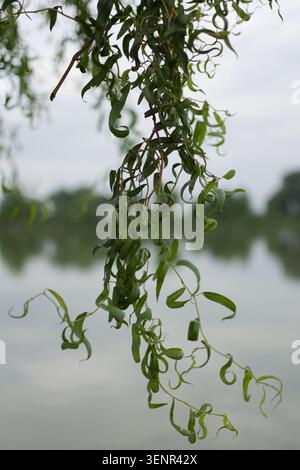 Vista ravvicinata dei lussureggianti rami verdi di salice con foglie arriccianti appese su un lago tranquillo con una delicata attenzione a una giornata nuvolosa. Foto Stock