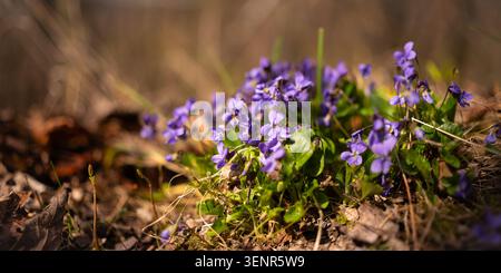 Piccoli fiori viola che crescono sul pavimento della foresta con foglie verdi, erba secca, fogliame caduto e profondità di campo bassa e calda. Foto Stock