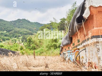 Vivaci insetti volanti scivolano intorno a scatole di legno impilate in un apiario rurale. Gli impollinatori affollati si riuniscono vicino agli stretti ingressi sopra i paesaggi autunnali. Foto Stock