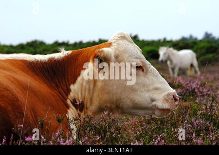 Ritratto di profilo in primo piano di una mucca bicolore sdraiata in un campo di fiori rosa, scenario bucolico e malinconico della campagna inglese Foto Stock