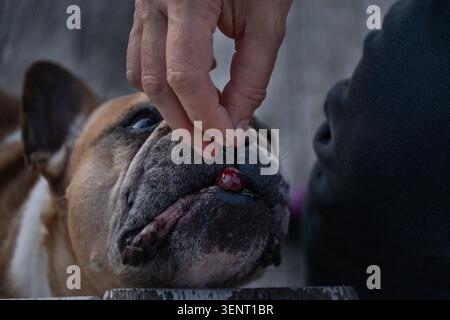 Bulldog francese che prende un regalo dalla mano di una persona durante una sessione di allenamento di rinforzo positivo. La stretta interazione evidenzia l'obbedienza traini Foto Stock
