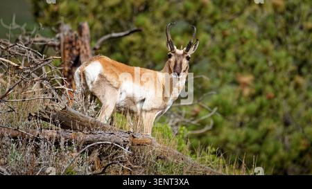 L'antilope di Pronghorn si erge in allerta su una collina erbosa nel Custer State Park Foto Stock