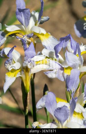 Fiori blu, bianchi e gialli di Iris Iris olandese x hollandica 'Silvery Beauty' in un giardino estivo Foto Stock