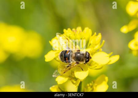 Hoverfly che raccoglie nettare e polline dai fiori di colza giallo brillante in una giornata di sole, mostrando la fauna selvatica primaverile e l'impollinazione Foto Stock