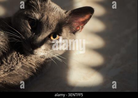 Ritratto di un gatto blu russo di razza pura, che mette in risalto il suo morbido cappotto grigio-blu con punta argento e gli occhi verdi-smeraldo vivaci. Foto Stock