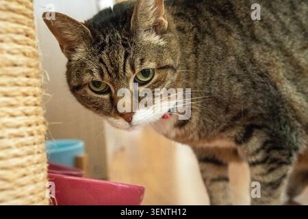 Gatto di razza europea con pelliccia di tigre grigia fotografato da vicino Foto Stock
