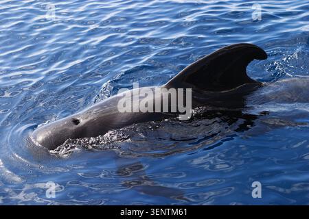 Una balena pilota a pinna lunga - Globicephala melas, rompe la superficie oceanica al largo di Tenerife, Isole Canarie, Spagna. Conosciuta anche come balena di testa. Foto Stock