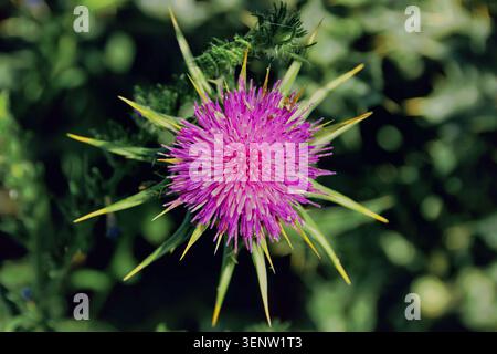 Primo piano di un fiore di cardo viola con bract di verde spinoso su uno sfondo naturale scuro e sfocato. Foto Stock
