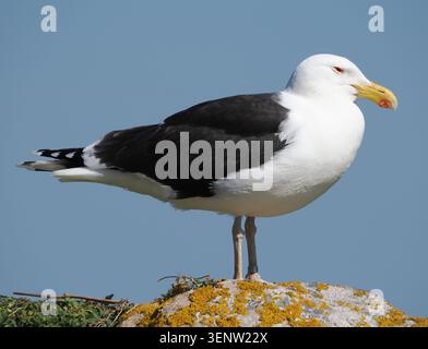 Grande gabbiano dalla parte nera, Great Saltee Island, Wexford, Irlanda Foto Stock
