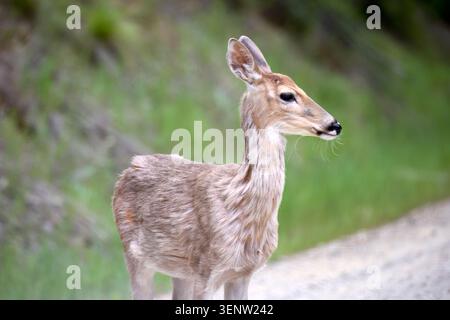 Un piccolo cervo dalla coda bianca sorge sulla strada che guarda al lato lungo il Moon Pass nell'Idaho settentrionale. Foto Stock