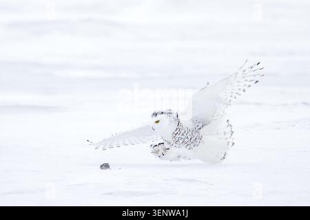 Caccia al gufo innevato / gufo polare / gufo artico / (bubo scandiacus) sorvolando la tundra innevata e catturando prede di topo in inverno Foto Stock