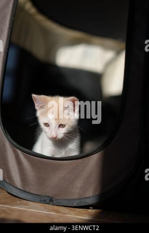 Un primo piano verticale di un adorabile gattino piccolo bianco e color zenzero seduto dritto e che guarda dritto davanti a sé all'interno di un trasportino per animali domestici. Foto Stock