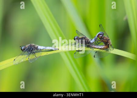 Skimmer dalla coda nera (Orthetrum cancellatum) che si accoppia su una canna. Foto Stock