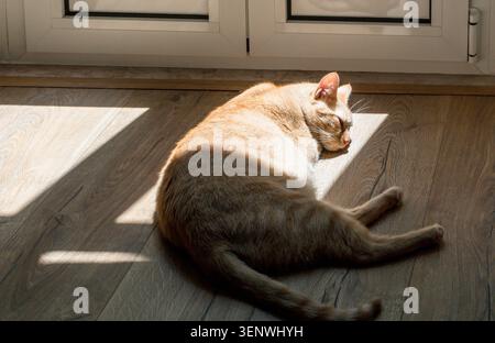 Gatto dello zenzero che dorme in una macchia di luce solare su pavimento in legno, ambiente domestico accogliente con luce calda, ombre tenui e atmosfera domestica tranquilla Foto Stock