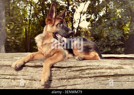 Una pastore tedesca di sei mesi che posa nel parco Foto Stock