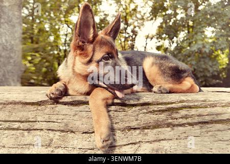 Una pastore tedesca di sei mesi che posa nel parco Foto Stock