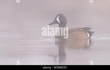 Azzurro alato nella nebbia Foto Stock