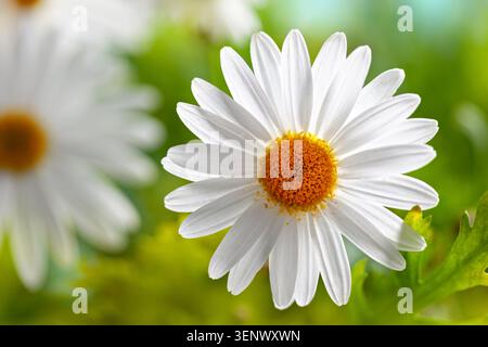 Primo piano di un fiore a margherita bianco con sfondo verde brillante alla luce del sole Foto Stock