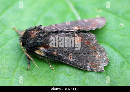 Notodonta dromedarius, il ferro prominente, è una falena della famiglia Notodontidae. Foto Stock