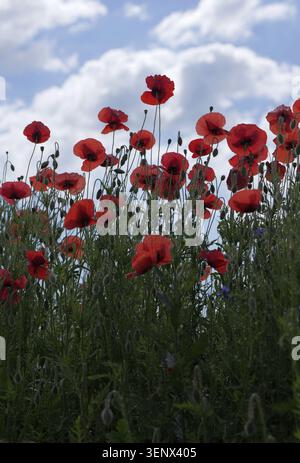 Fiori di papavero rossi con steli e gemme verdi che raggiungono un cielo blu vibrante pieno di morbide nuvole bianche, simboleggiano la pace, il ricordo, la natura, Foto Stock