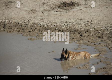 Il cane belga Malinois si rinfrescava mentre si sdraiava in una pozza d'acqua fangosa Foto Stock