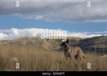 Cane Malinois belga in piedi in erba alta con turbine eoliche all'orizzonte sotto spettacolari nuvole di tempesta Foto Stock