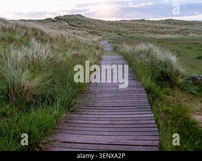 Passeggia attraverso l'erba su un habitat di dune di sabbia Foto Stock