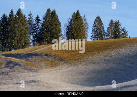 Un paesaggio invernale mattutino di dolci colline agricole ricoperte di bianco Foto Stock