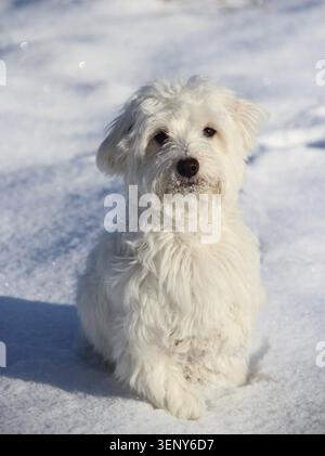 Passeggiata invernale con un cane. Cane Maltipoo seduto sulla neve. Piccolo cane maltese che gioca all'aperto. Animale domestico di famiglia. Simpatico cane Maltipoo che gioca all'aperto in inverno Foto Stock
